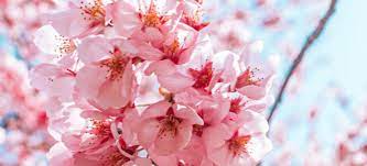 Cherry Blossoms In Japan A National Treasure