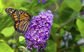 Essential Care And Maintenance Tips For The Hardy Butterfly Bush Gardenerdy