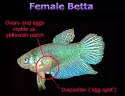Under My Betta Fish There Is A White Ball Like Thing Is It Her Eggs Quora