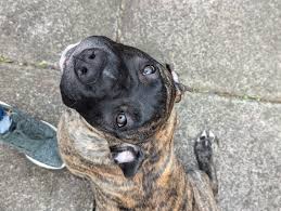 Profile for Loyal Dude with Hajni Peter