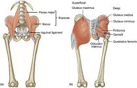 The diagram above also shows the referred pain patterns associated with the gluteus maximus trigger points. Gluteus Maximus Muscle An Overview Sciencedirect Topics