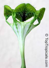 Image result for Ceropegia schultzei