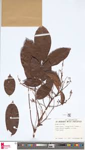 Image result for Cassipourea ruwensorensis