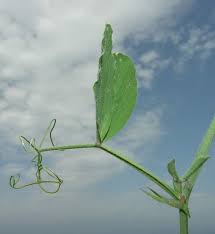 Image result for Lathyrus