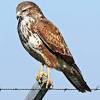 Weitere ideen zu raubvögel, roter milan, tiere. Https Encrypted Tbn0 Gstatic Com Images Q Tbn And9gcsehhmxq0s9vbpieqty4vdwxazcbgpxztuej6mrez1seaudlovg Usqp Cau
