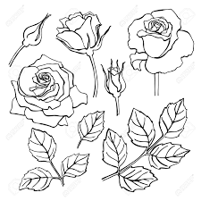 Floral border pattern with protea flower. Vector Set Of Hand Draw Line Rose Collection Flower And Leaf Royalty Free Cliparts Vectors And Stock Illustration Image 43952677