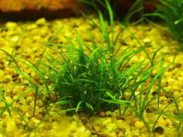 Image result for Rotala tenella