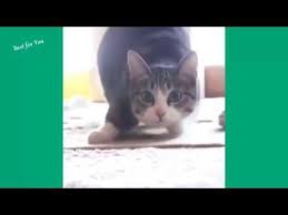 Essayez de ne pas rire impossible challenge compilation 2019. Essayez De Ne Pas Rire Special Chat Youtube Animaux Les Plus Mignons Chatons Droles Animales