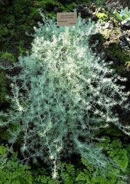 Image result for Lotus berthelotii