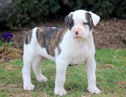 They've been vet checked, dewormed at 2, 4, and 6 weeks. American Bulldog Puppies For Sale Puppy Adoption Keystone Puppies