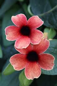 Image result for Thunbergia