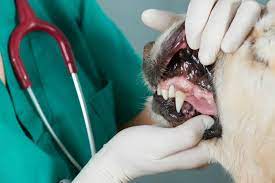 What Happens After I Drop Off My Dog For Dental Surgery Mountain Road Animal Hospital