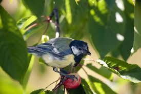 birds from eating your fruits and berries