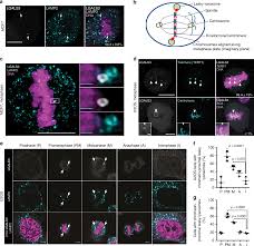 Without photosynthesis and respiration, living things would not be able to get energy that is needed to survive. Spatially And Temporally Defined Lysosomal Leakage Facilitates Mitotic Chromosome Segregation Nature Communications