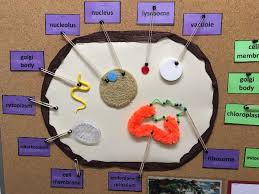 Check spelling or type a new query. Tactile Bulletin Board Cells Paths To Literacy