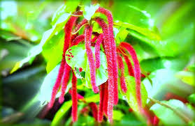 Image result for Acalypha hispida