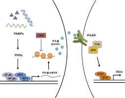 Maybe you would like to learn more about one of these? Cyclin Dependent Kinase Activity Is Required For Type I Interferon Production Pnas