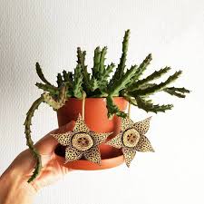 Image result for Orbea variegata