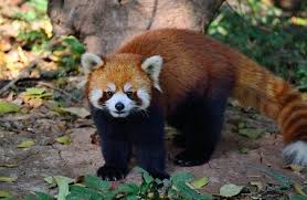 We feel proud today that such human did live, served his most part of youthful life dedicated in keeping humanity alive also who kept name of sikkim glorified his efforts though weren't recognized as long. Chang The Red Panda Ailurus Fulgens