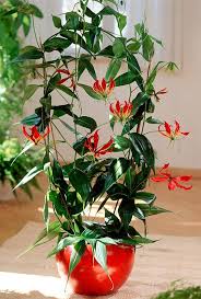 Image result for Gloriosa