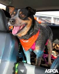 Subaru And The Aspca S Rescue Ride Program Impacts Over 6 500 Lives Aspca Rescue Pet Safety