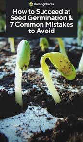 How To Succeed At Seed Germination And 7 Common Mistakes To Avoid Seed Germination Germination Growing Seeds