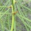 Small leadlets are present on the phyllode of parkinsonia aculeata reason : 1