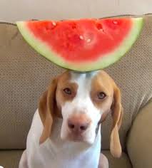 Please comment & share if you like it! Funny Viral Video Dog Balances Fruits And Vegetables Glamour