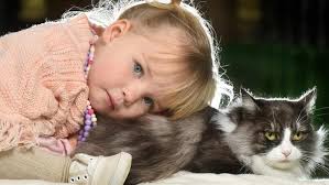 With cats making up a large proportion of these companion animals, it's no wonder that international recognition days are featuring domestic animals. International Hug Your Cat Day Highlights Furry Felines In Need At Geelong Animal Welfare Society Herald Sun
