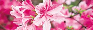 Azaleas bloom in the spring (may and june in the temperate northern hemisphere, and december and january in the southern hemisphere). Azaleen Liebe Deinen Garten