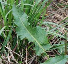 Image result for Rumex crispus