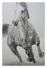 Check spelling or type a new query. Heribert Stragholz Pferd Im Galopp Bleistift Zeichnung 70 X100 Cm Bleistiftzeichnung Zeichnung Pferd Zeichnung