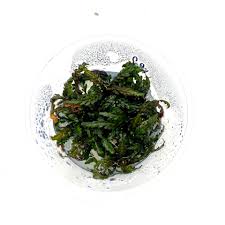 Image result for Hygrophila mutica