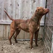 Unfortunately His Ears Are Cropped But Beautiful Dog Long Legs Great Conformation Spirited Pitbulls Pitbull Terrier American Pitbull Terrier