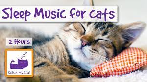2 Hours Of Sleep Music For Cats Try It Today And Be Surprised Youtube