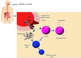 Scielo Brazil A Review On Edible Vaccines And Their Prospects A Review On Edible Vaccines And Their Prospects