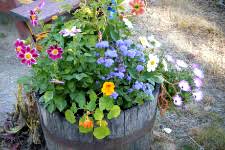 Maybe you would like to learn more about one of these? Wine Barrel Gardens Better Pets And Gardens