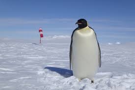 Draw the penguin's beak as a diamond shape with a line down the middle. Otl23 18 Trip Log Weddell Sea In Search Of The Emperor Penguin Incl Helicopters