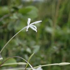 Image result for Afrosolen schimperi