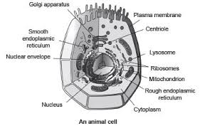 You may also be asked to recognize the type of the plant given in the slide e.g. Class 9 Science The Fundamental Unit Of Life Soaring High