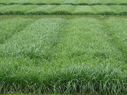 Welsches weidelgras {n} annual ryegrass [lolium multiflorum, syn.: Welsches Weidelgras Lolium Multiflorum L Landesbetrieb Landwirtschaft Hessen