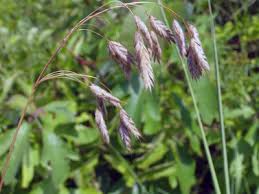 Image result for Bromus  kalmii