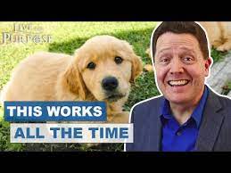 If your parents say no the first time you ask if you can get a when you bring up the question of getting a family dog, your parents will, of course, have some questions for you. How To Convince Your Parents To Get A Dog Youtube