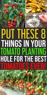 put these 8 things in your tomato planting hole for awesome yield cultivo de hortalizas plantas de tomate jardin de productos comestibles