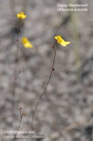 Image result for Utricularia subulata