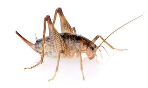 The researchers asked the public whether they had camel crickets (also known as cave crickets) in their homes and, if so, to send in photos or mail in physical specimens. Camel Crickets Appearance Size Control Facts Pictures