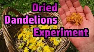 Shop with afterpay on eligible items. Drying Dandelion Flower Petals Experiment Fail To Make A Culinary Spice Youtube