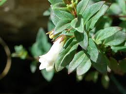 Image result for Linderniella wilmsii