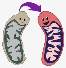 Mitochondria Cartoon No Background Free Transparent Clipart Clipartkey This is the currently selected item. mitochondria cartoon no background