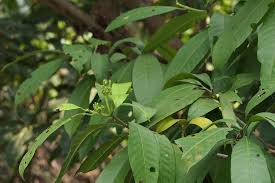 Image result for Tabernaemontana odoratissima